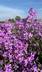 Hesperis Purple (Sweet Rocket) by Bishy Barnabees Cottage Garden features clusters of vibrant purple blooms with lush green foliage beneath a clear blue sky and blurred trees in the background.