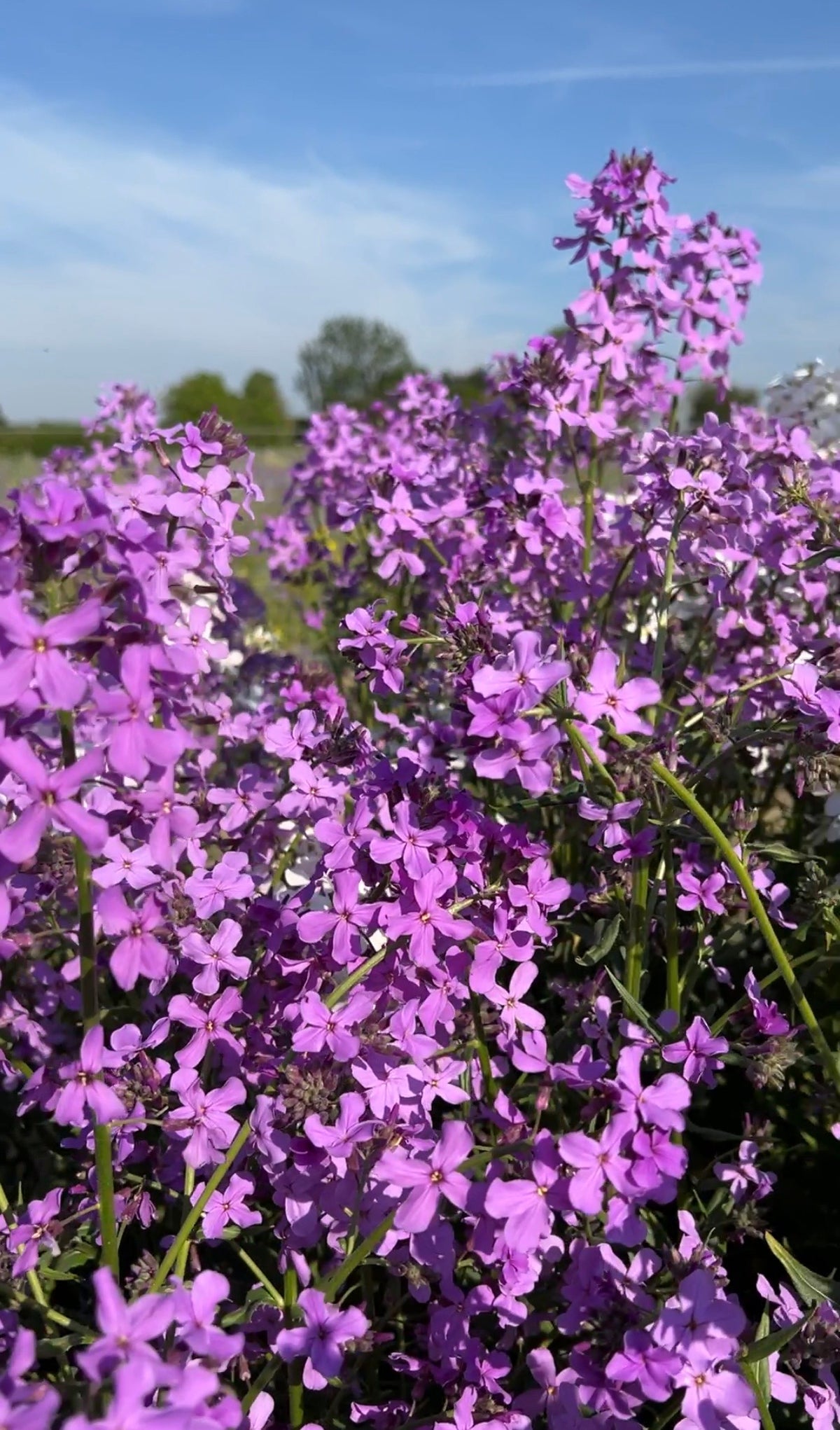 Hesperis Purple (Sweet Rocket) by Bishy Barnabees Cottage Garden features clusters of vibrant purple blooms with lush green foliage beneath a clear blue sky and blurred trees in the background.