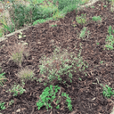 A garden bed mulched with Dandy's Topsoil & Landscape Supplies Landscaping Garden Bark Mulch, featuring small green plants and shrubs, with more vegetation and a stone border visible in the background.