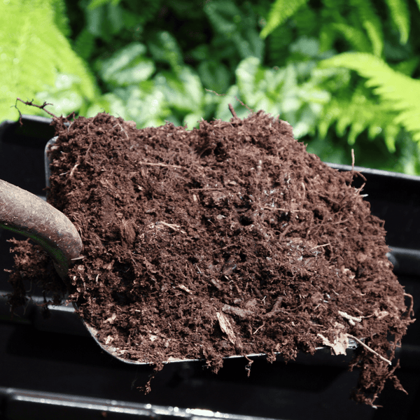 Compost Spent Mushroom