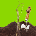 Topsoil Bloom & Root® Rose Blend