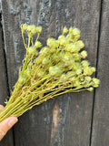 A hand displays Bishy Barnabees Cottage Garden Ltd’s Candytuft Dried seed pods with thin stems against weathered dark wood—a great choice for rustic wedding arrangements.