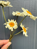 A hand holds a bouquet of Oxeye Daisies Dried by Bishy Barnabees Cottage Garden Ltd, featuring white petals and yellow centers, set against a gray wooden background.