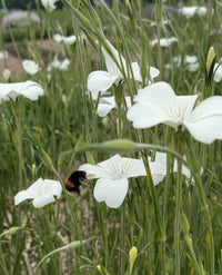 A bumblebee hovers near Corncockle Bianca’s delicate white blooms atop long stems in a lush field. The blurred background highlights these graceful flowers by Bishy Barnabees Cottage Garden Ltd, ideal for a moon garden.