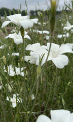 Corncockle Bianca – white flowers with slender green stems and leaves