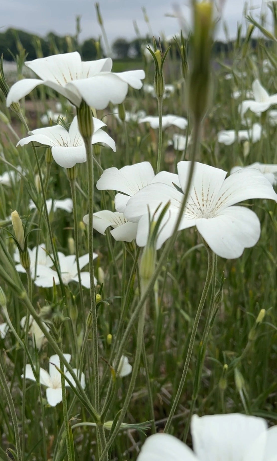 Close-up of delicate white Corncockle Bianca flowers from Bishy Barnabees Cottage Garden Ltd, with slender green stems and leaves. The petals feature fine veins and yellowish centers, densely filling the field under a cloudy sky.