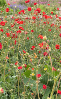 A field of vibrant scarlet-red Geum Mrs Bradshaw flowers from Bishy Barnabees Cottage Garden Ltd, with green stems and yellow buds, stands out against a soft backdrop of more blooms and cottage garden greenery.