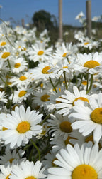 A close-up view of blooming white Oxeye Daisies from Bishy Barnabees Cottage Garden, shining in sunlight beneath a clear blue sky.