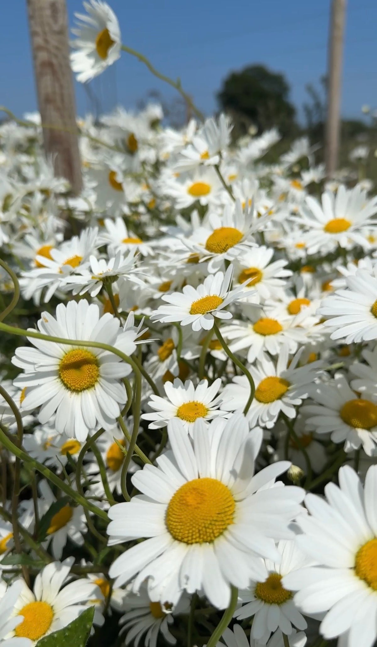 A close-up of vibrant Oxeye Daisy flowers from Bishy Barnabees Cottage Garden, with yellow centers blooming under bright sunlight in a field stretching into the distance—ideal for rewilding projects and natural gardens.