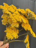 A hand holds a bunch of Achillea Cloth of Gold Dried by Bishy Barnabees Cottage Garden Ltd, freshly picked for a flower bouquet, set against a dark gray, vertically paneled wooden background.