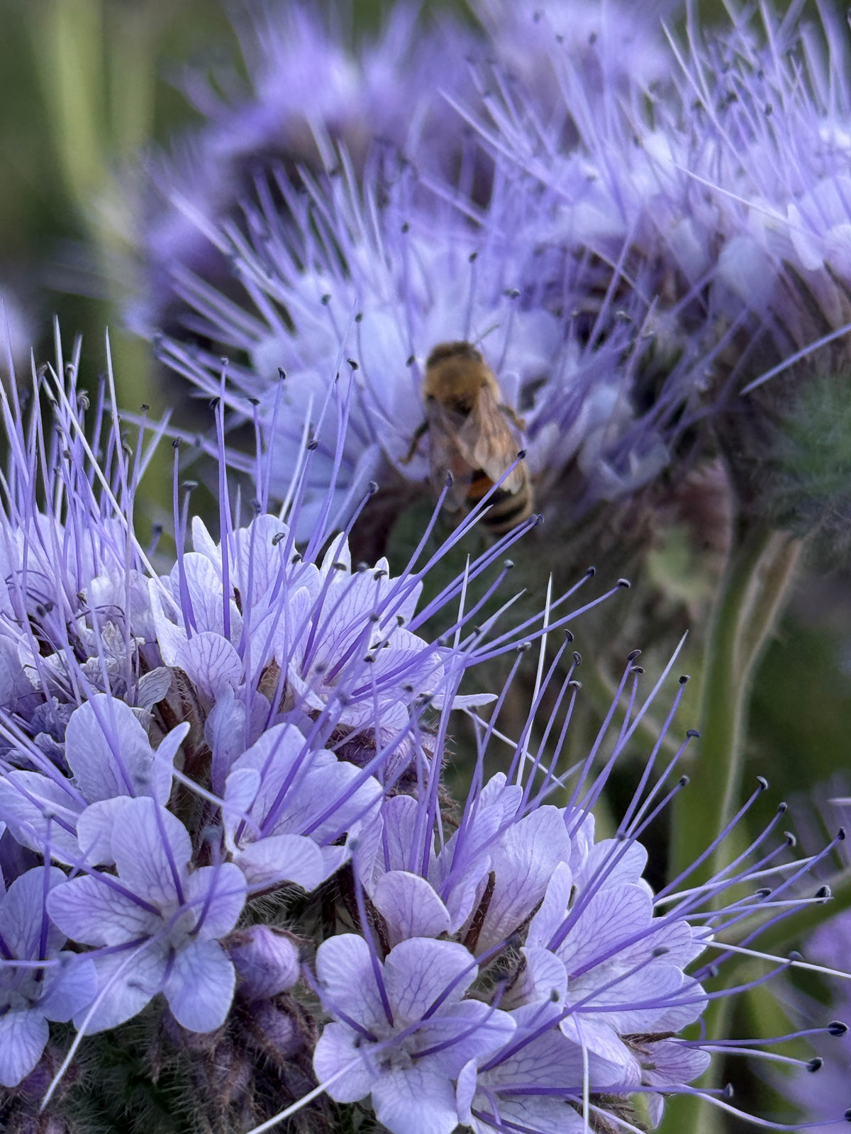 Phacelia