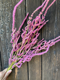 Statice Suworowii Dried | Pink Poker | Norfolk Grown