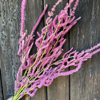 Dried Statice Suworowii
