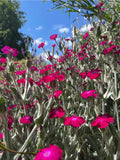 Rose Campion (Lychnis coronaria) with vivid magenta flowers and silver foliage