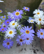 Swan River Daisies Mixed (Brachyscome iberidifolia) – purple and white flowers with yellow centres