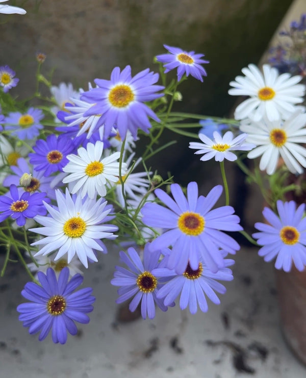 A close-up of vibrant purple and white Swan River Daisies Mixed by Bishy Barnabees Cottage Garden Ltd, with yellow centers, blooms beautifully against a blurred backdrop—these flowers resemble classic Australian natives.