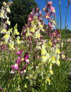 Linaria Fairy Bouquet Mix – yellow and pink baby snapdragon flowers in a sunny field