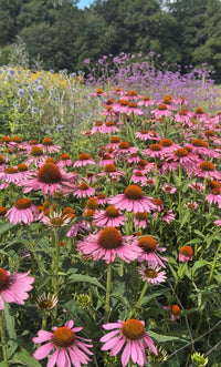 A vibrant pollinator garden features Echinacea Purple Coneflower from Bishy Barnabees Cottage Garden alongside wildflowers, lush green foliage, and trees under a bright sky.