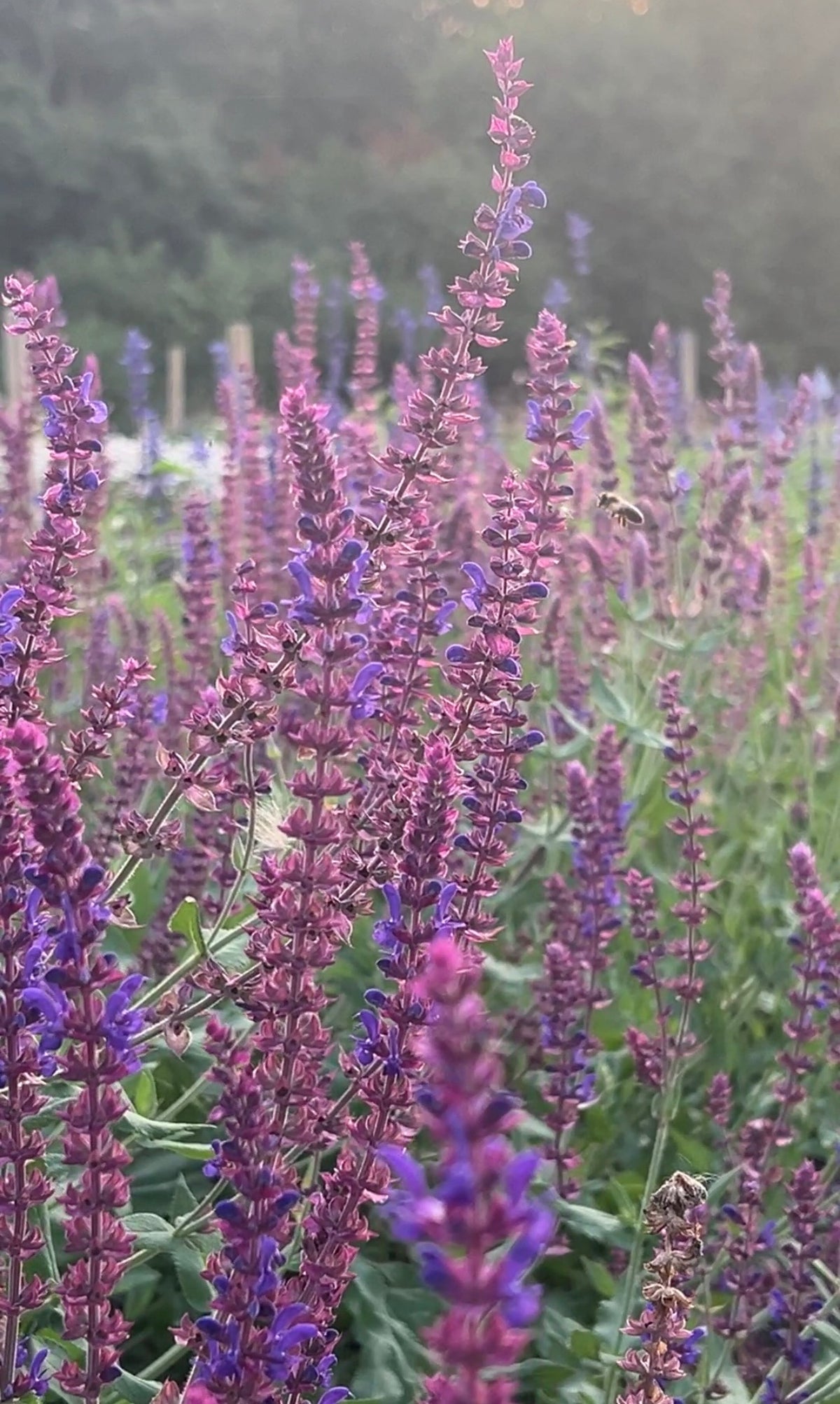 Salvia Violet Queen (Salvia nemorosa) – tall purple spikes against sunlit trees