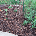 A garden bed with young green plants and leafy herbs, edged by concrete, is covered with Dandy's Topsoil & Landscape Supplies Landscaping Garden Bark Mulch, with some bare soil and decaying stems visible.