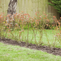 Topsoil Bloom & Root® Rose Blend