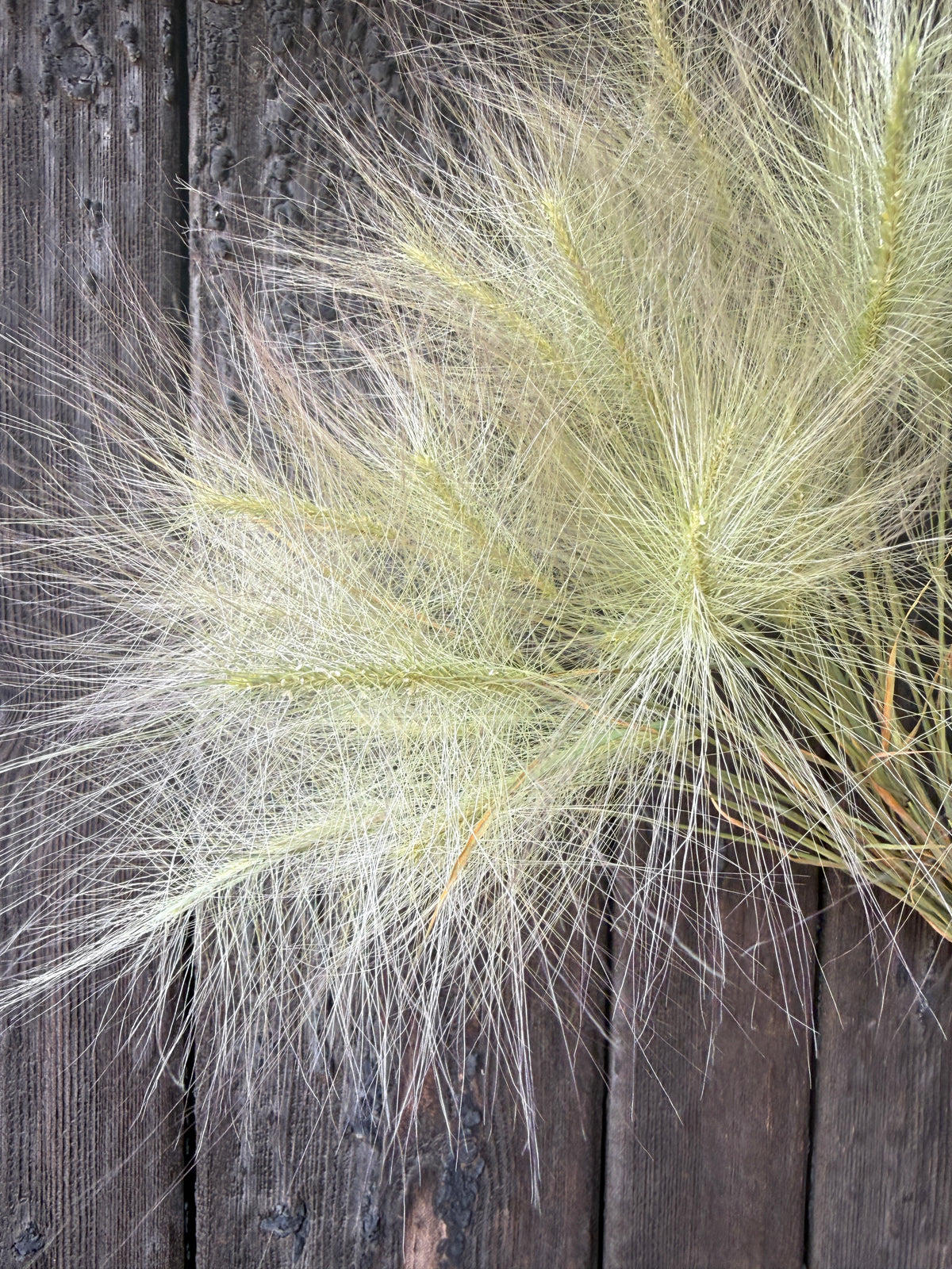 Hordeum Jubatum Dried | Foxtail Barley | Norfolk Grown