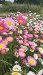 Strawflower Helipterum Roseum Mixed seeds by Bishy Barnabees Cottage Garden produce dense blooms of pink and white flowers with yellow centers, set on green stems and leaves, perfect for adding vibrant color to your garden.