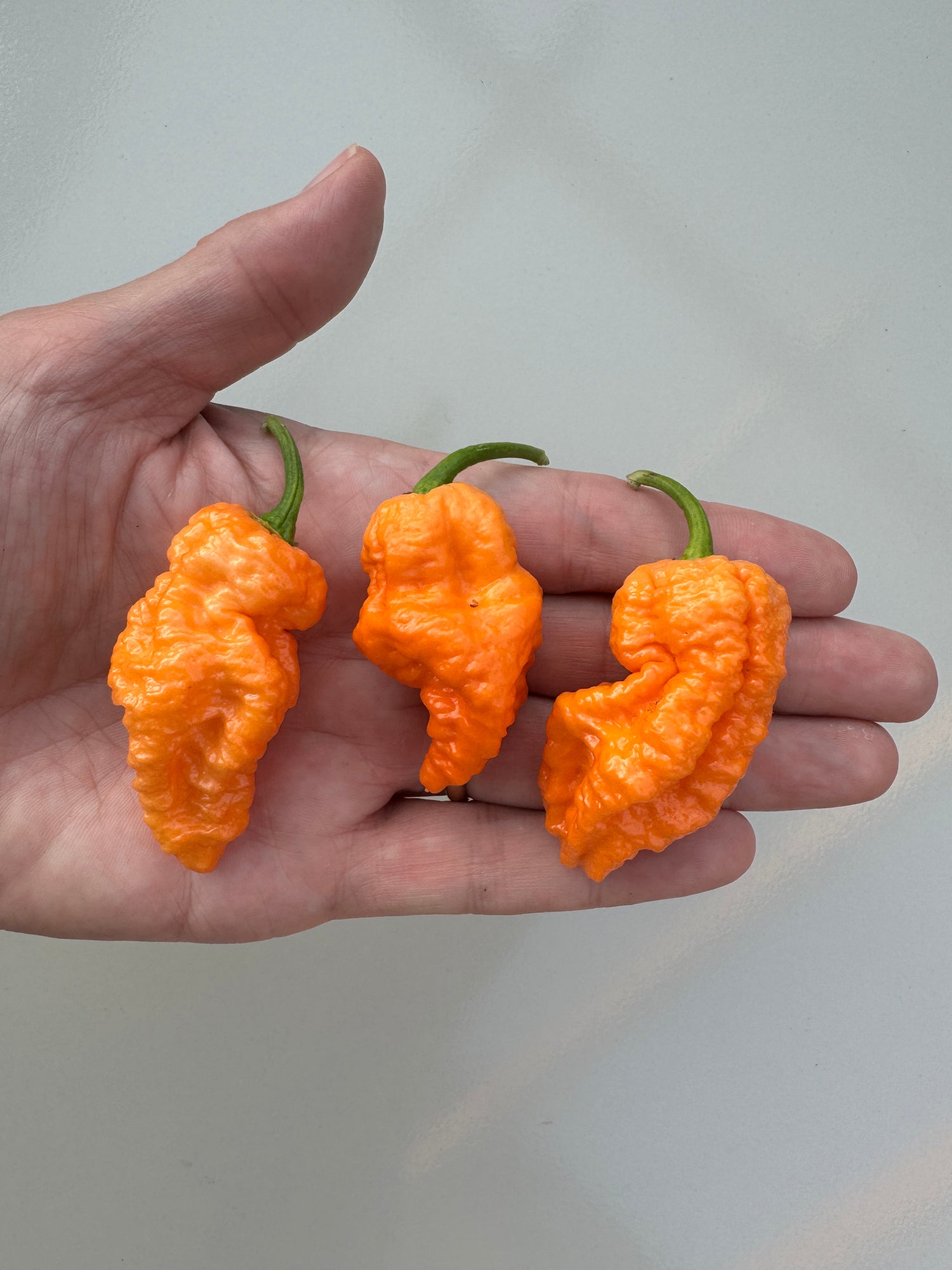 Three ripe Jays Peach Ghost Scorpion chillies held in hand, showcasing wrinkled orange pods, known for high Scoville heat.