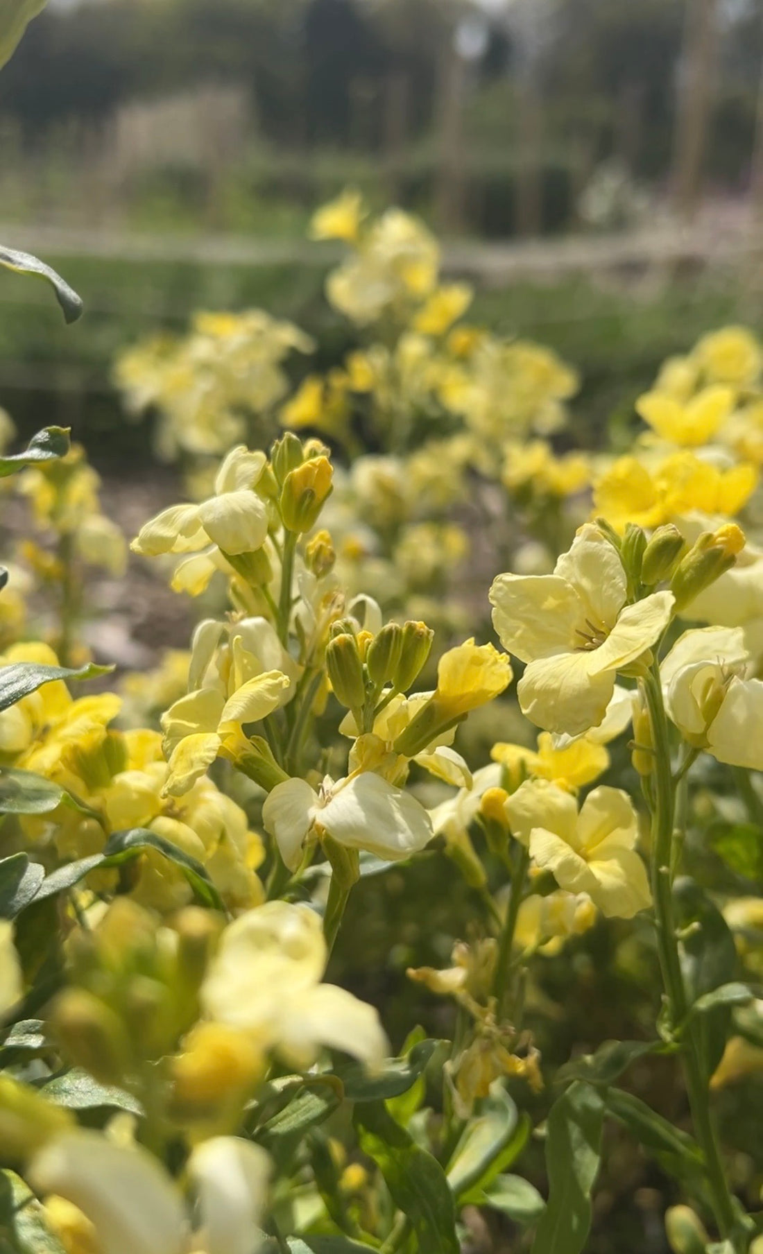 Close-up of Wallflower Ivory White blooms by Bishy Barnabees Cottage Garden, creamy-white flowers glowing in sunlight with green leaves and a softly blurred garden background.
