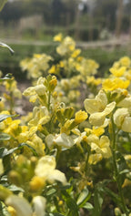Wallflower Ivory White (Erysimum cheiri) – creamy white flowers glowing in sunlight