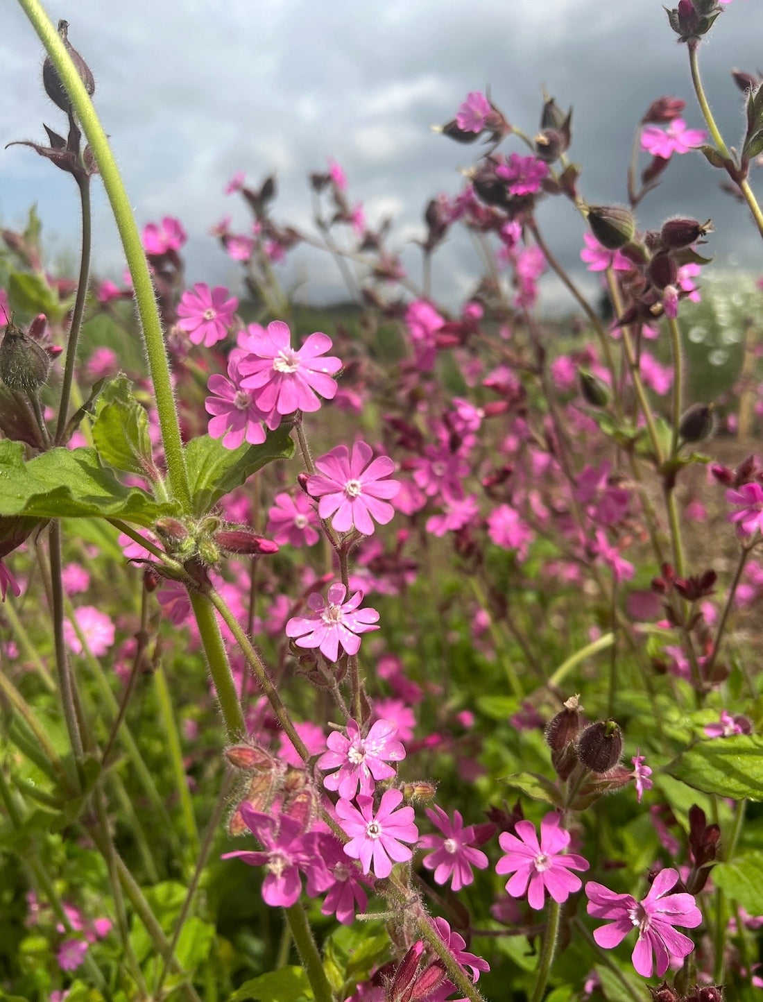 Close-up of vibrant pink Red Campion flowers by Bishy Barnabees Cottage Garden, with green stems and leaves in a field against a cloudy sky. The focused blooms and blurred background make them ideal for wildlife-friendly gardens.