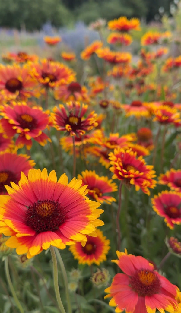 A vibrant field of Gaillardia Aristata Bicolour Goblin by Bishy Barnabees Cottage Garden, a hardy perennial with red centers and yellow-tipped petals, blooms in full splendor against a blurred green and wildflower backdrop.