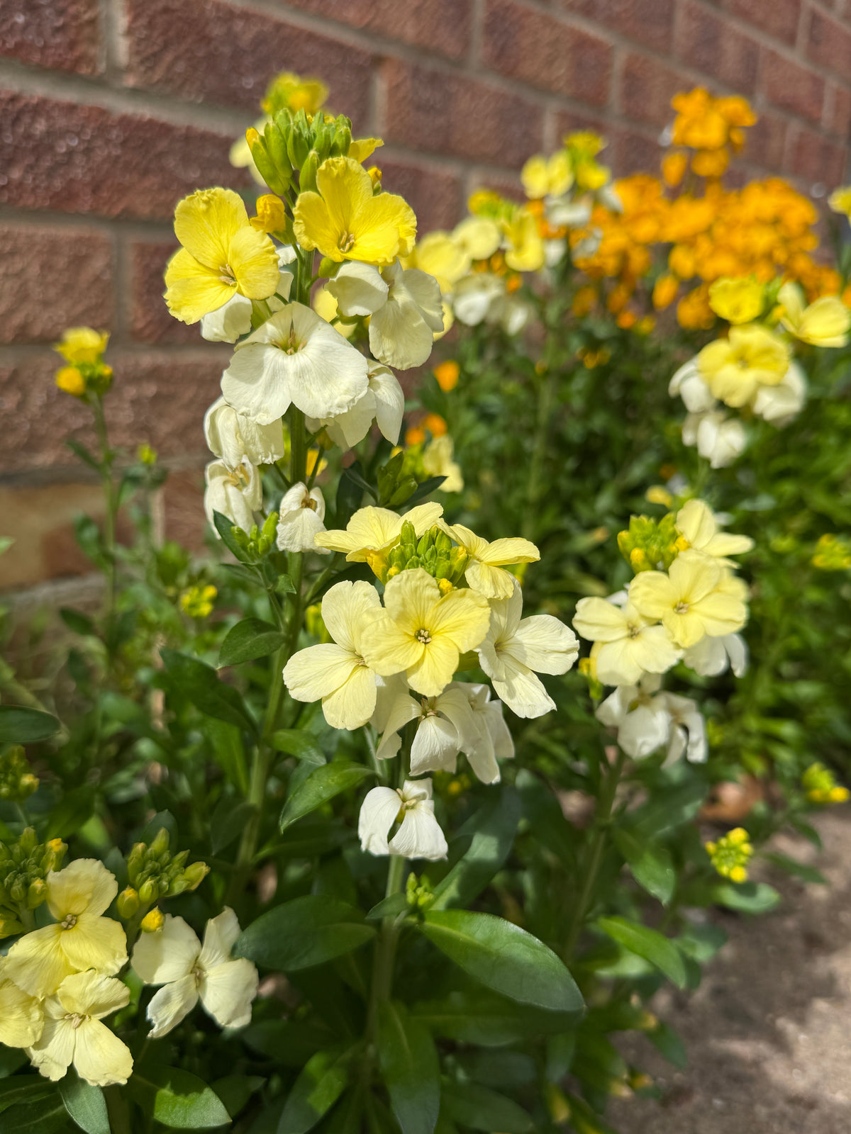 Wallflower Ivory White
