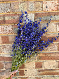 Larkspur Dried | Purple or Mixed | Norfolk Cottage