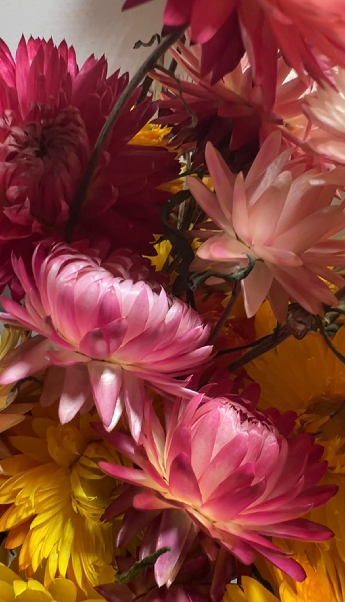 A close-up of vibrant Strawflower Helichrysum Swiss Giant Mix by Bishy Barnabees Cottage Garden, featuring pink, red, peach, and yellow flowers with lush textures—everlasting blooms perfect for colorful dried flower arrangements.