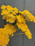 Achillea Cloth of Gold Dried by Bishy Barnabees Cottage Garden Ltd features bright yellow clusters that pop against a dark gray backdrop, making it ideal for dried flower bouquets or as striking dried achillea decor.
