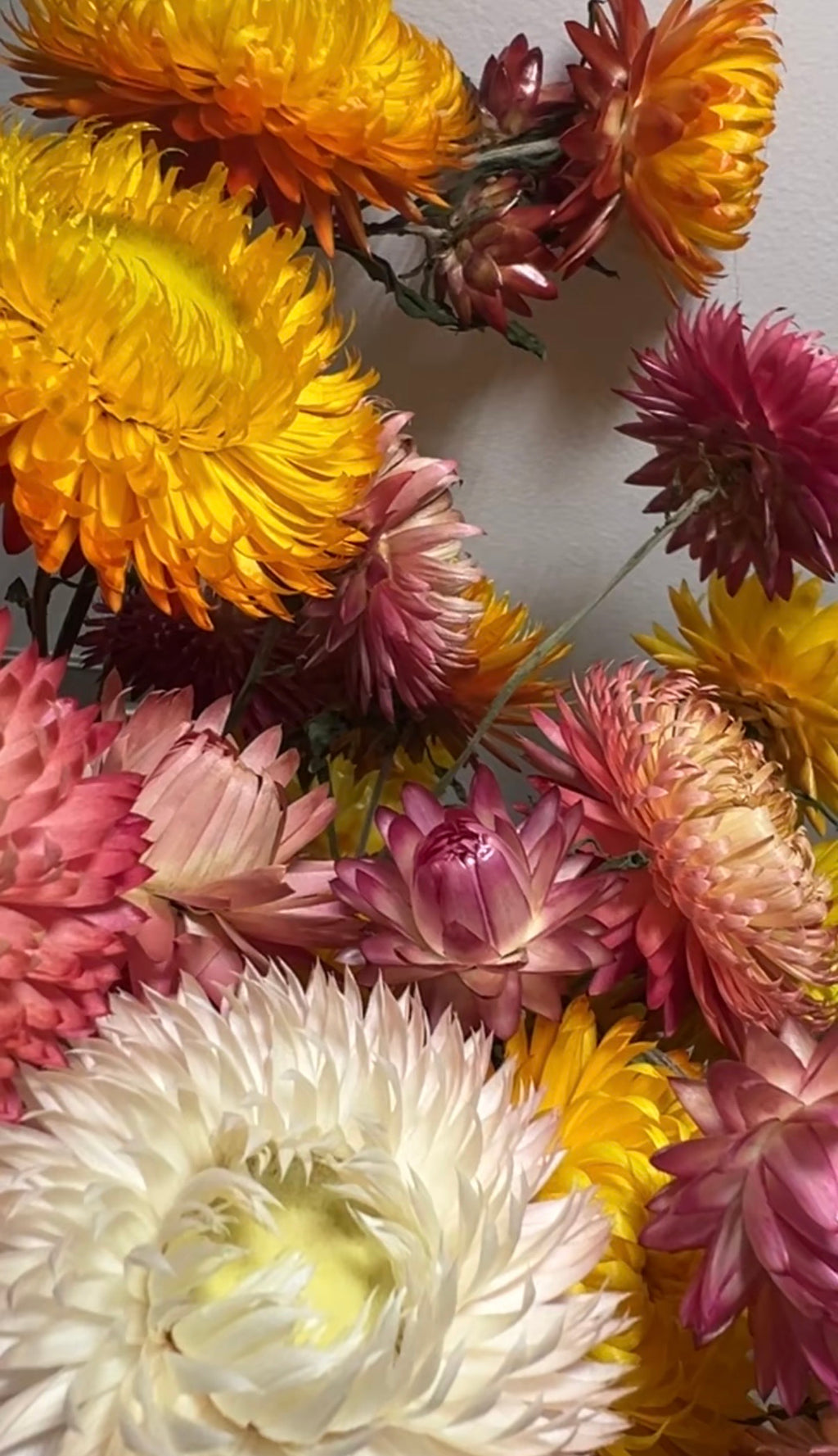 A close-up of Strawflower Helichrysum Swiss Giant Mix by Bishy Barnabees Cottage Garden displays vibrant, papery petals in yellow, orange, pink, and white against a plain light background—everlasting blooms with striking texture.