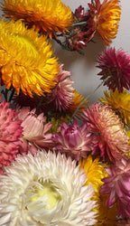 A close-up of Strawflower Helichrysum Swiss Giant Mix by Bishy Barnabees Cottage Garden displays vibrant, papery petals in yellow, orange, pink, and white against a plain light background—everlasting blooms with striking texture.