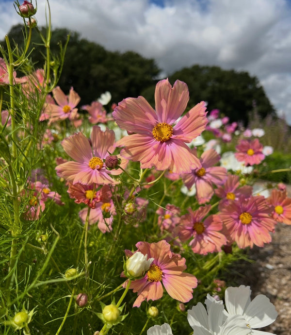 Cosmos Apricotta (Cosmos bipinnatus) – soft pink and white flowers in a garden patch