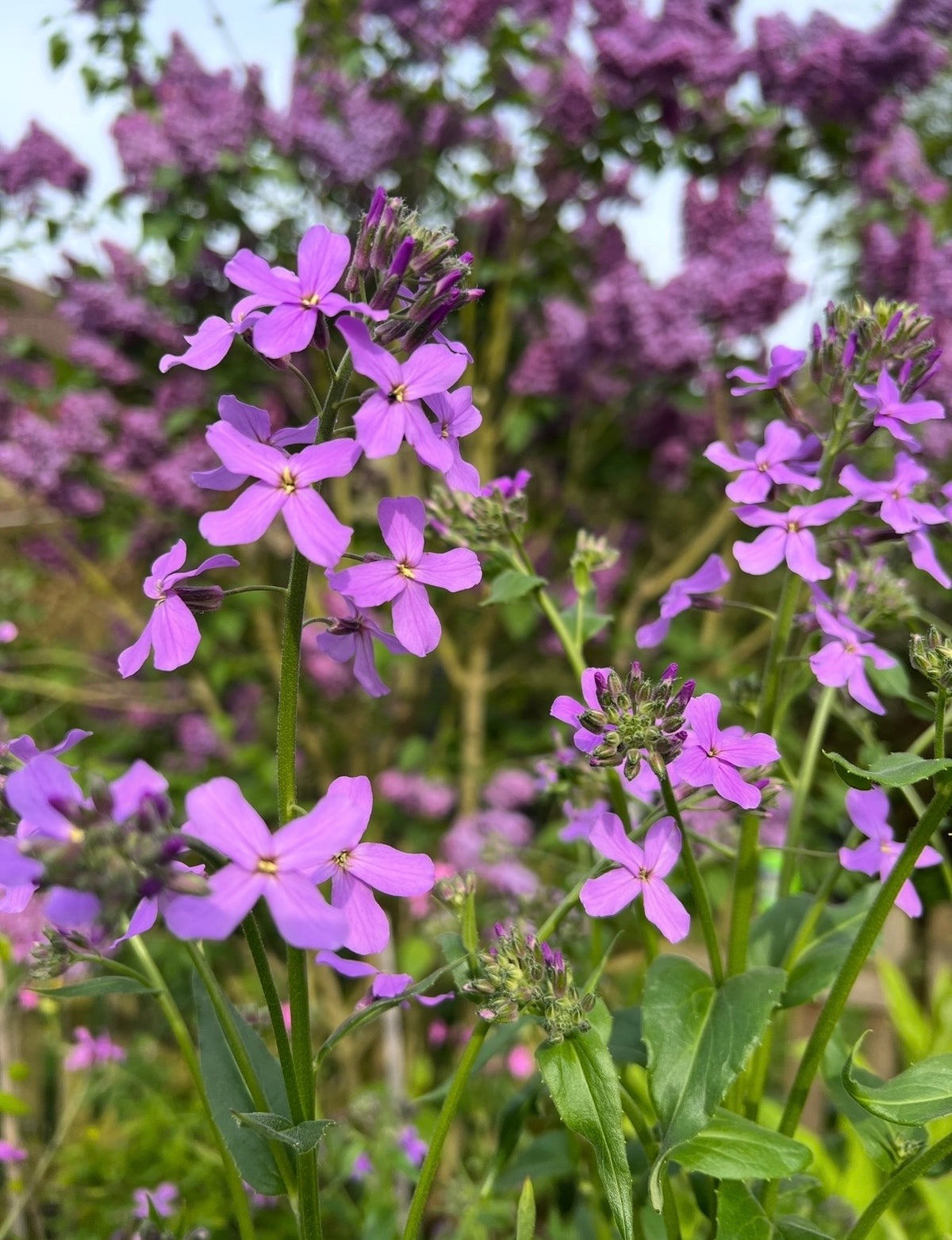 Close-up of vibrant Hesperis Purple (Sweet Rocket) flowers by Bishy Barnabees Cottage Garden, blooming among lush green foliage with more purple blooms blurred in the background for a colorful, cottage garden scene.