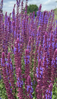Salvia Violet Queen by Bishy Barnabees Cottage Garden Ltd features tall purple blooms and green foliage—hardy perennials that attract pollinators, creating a vibrant display in your garden.