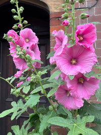Tall stalks of bright pink Hollyhock Bishy Barnabee Mix flowers by Bishy Barnabees Cottage Garden grow with lush green leaves before a brick wall and dark wooden door, some buds still waiting to bloom.