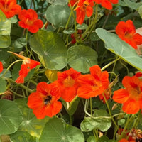 Nasturtium Tom Thumb edible flowers by Bishy Barnabees Cottage Garden, with bright orange petals and round green leaves, glow in sunlight as a bee gathers nectar from one of the blooms.