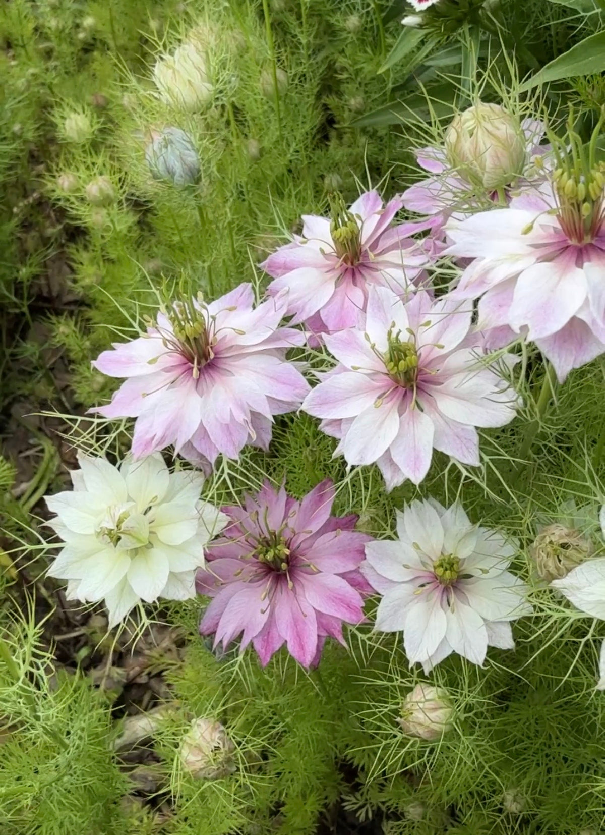 Nigella Mulberry Rose (Nigella damascena) – pale pink, white and lilac flowers with feathery foliage