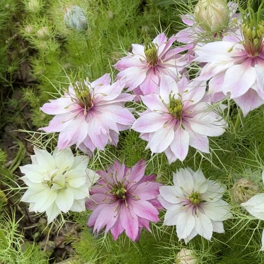 A cluster of delicate pale pink, white, and light purple Nigella Mulberry Rose (Love-in-a-mist) flowers by Bishy Barnabees Cottage Garden features antique rose-berry blooms with feathery foliage, later forming burgundy-striped seed pods.