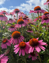 Close-up of vibrant pink Echinacea Purple Coneflower by Bishy Barnabees Cottage Garden, featuring orange centers and green foliage, blooming under a partly cloudy blue sky in a lush pollinator garden.