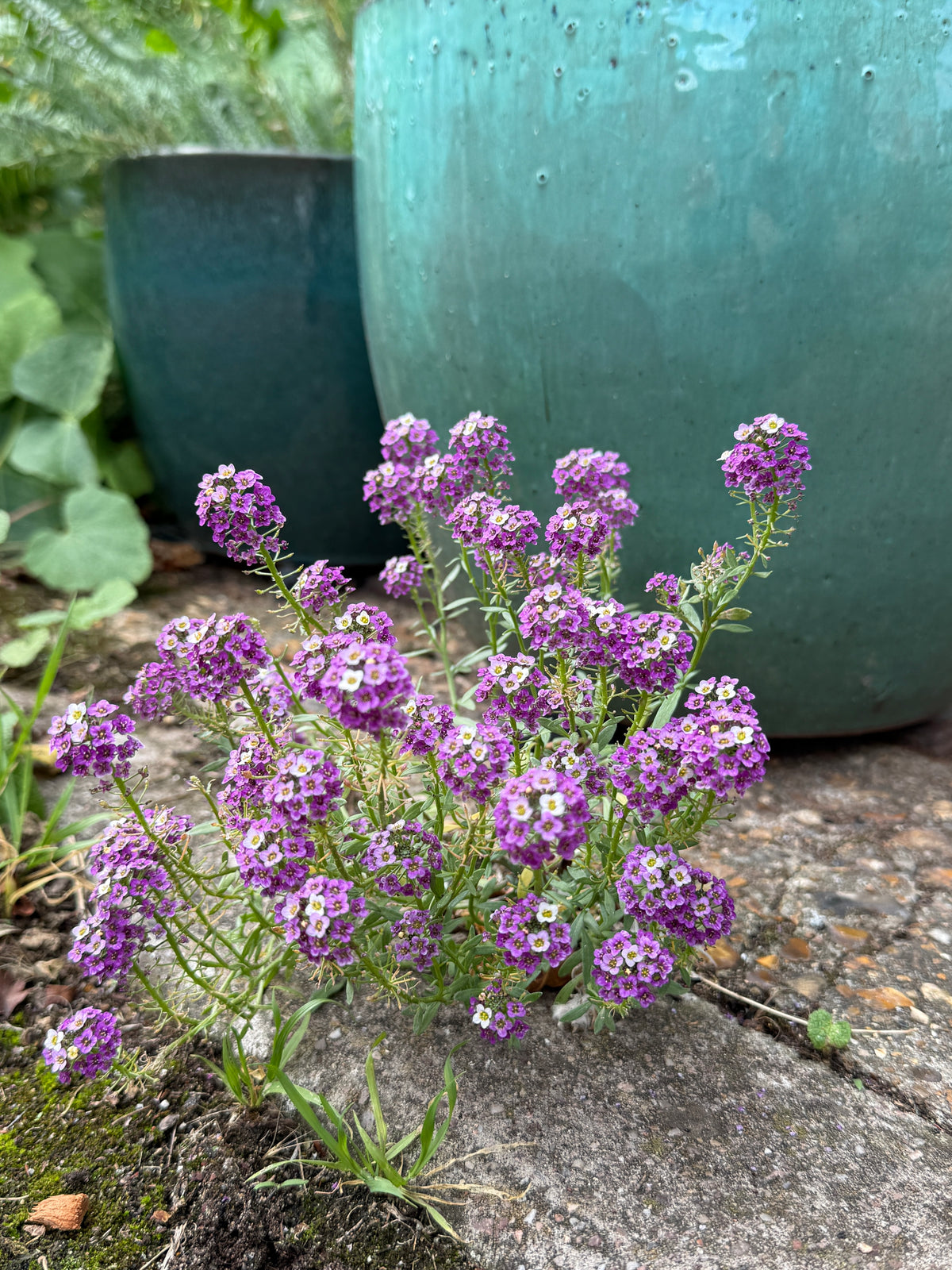 Alyssum Royal Carpet