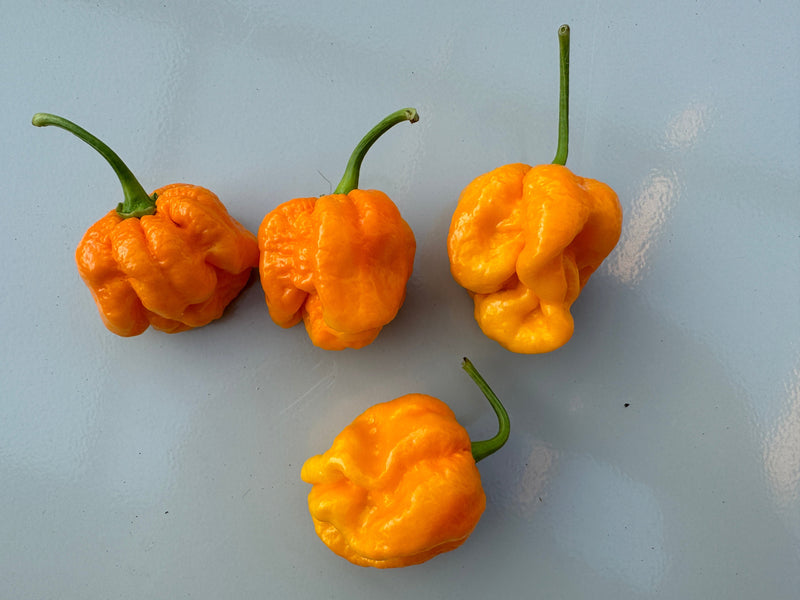 Bahamian Goat Chilli