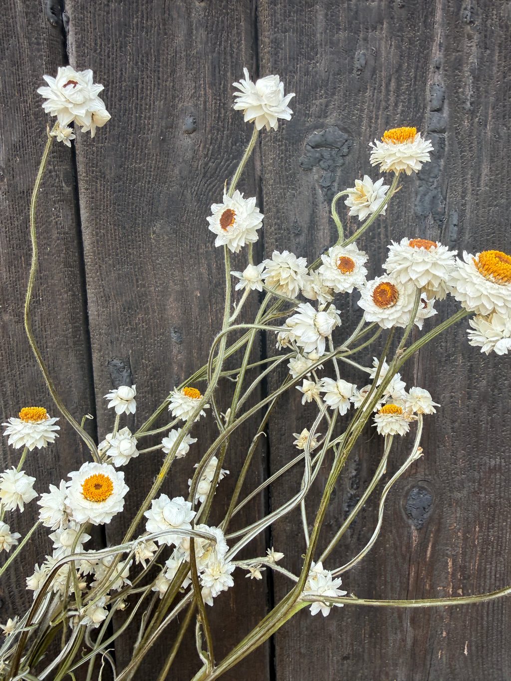 Ammobium Dried | Winged Everlasting | Norfolk 50-70cm