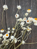 Ammobium Dried | Winged Everlasting | Norfolk 50-70cm